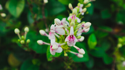 Pseuderanthemum or Japanese jasmine flowers that are blooming in the afternoon