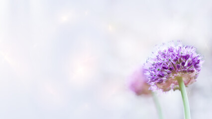 Unfocused light background, with purple decorative inflorescences of a giant onion. Selective focus