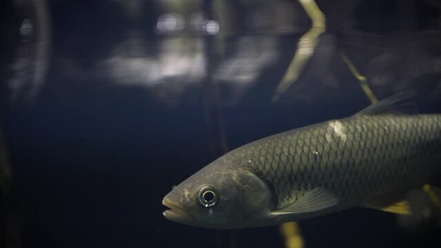 Common chub (Squalius cephalus) swimming near the surface of a dark underwater environment, close-up