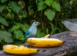 p&aacute;jaro azulejo 