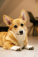 Pembroke whelsh corgi puppy posing indoor. Corgi Portrait
