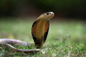 The Cobra Snake is the longest venomous snake in the world.