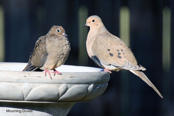 Mourning Dove