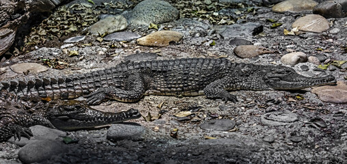 Australian crocodile on the ground. Latin name - Crocodylus johansoni	
