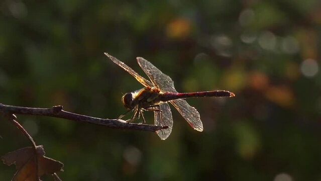 Red-veined Darter dragonfly at rest and taking off - slow motion