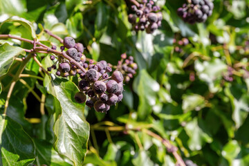 Ivy, Hedera helix is an evergreen climbing plant growing high where suitable surfaces (trees, cliffs, walls) are available