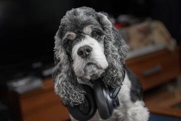 a dog in big black wireless headphones