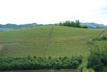 Fototapeta na wymiar Vineyards in Langhe, Piedmont - Italy