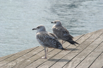 Seagull on the pier of the marina in Barcelona