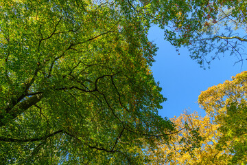 Fototapeta premium looking up to the blue sky through canopy of colored trees