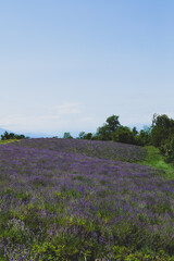 Fototapeta na wymiar Hills in Sale San Giovanni with lavender fields, Piedmont - Italy