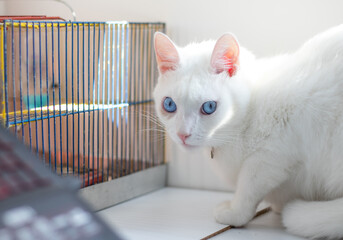 gato blanco white cat