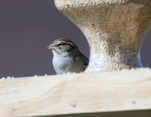 Chipping Sparrow