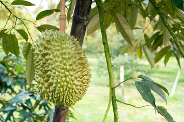 Durian fruit on the branch in the garden ready to harvest, product quality for export in Thailand, agriculture concept
