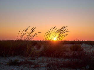 Obraz premium Warm landscape of dry wildflower and grass on the beach.
