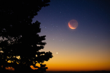 Crescent Moon with stars, planets and tree silhouettes on evening sky.
