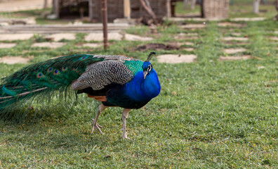 Obraz premium A beautiful peacock with bright feathers walks next to tourists and asks for food.