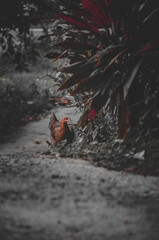 A chicken that was walking him on the road against the backdrop of the park and forest
