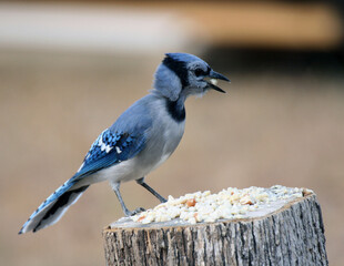 Blue Jay