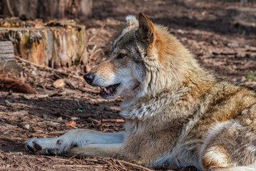 Gray Wolf (Canis lupus)