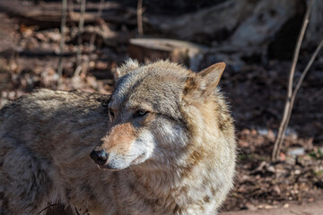 Gray Wolf (Canis lupus)