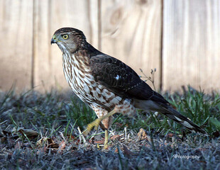 Cooper's Hawk