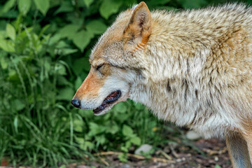 Gray Wolf (Canis lupus)