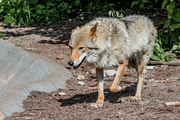 Gray Wolf (Canis lupus)