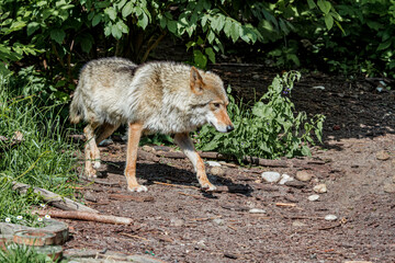 Gray Wolf (Canis lupus)