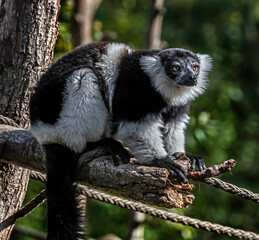 Black-and-white ruffed lemur on the tree. Latin name - Varecia variegata	