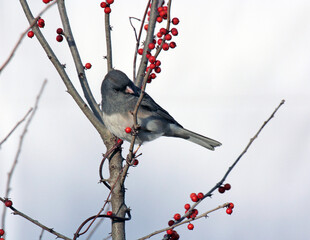 Dark-eyed Junco
