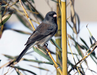 Dark-eyed Junco