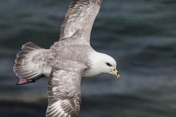 Light-morphed Northern Fulmar (Fulmarus glacialis) at St. George Island, Pribilof Islands, Alaska, USA