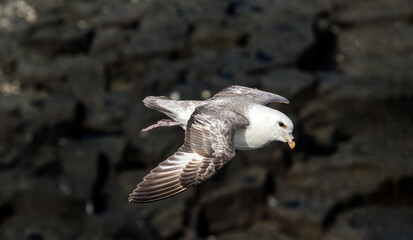 Light-morphed Northern Fulmar (Fulmarus glacialis) at St. George Island, Pribilof Islands, Alaska, USA