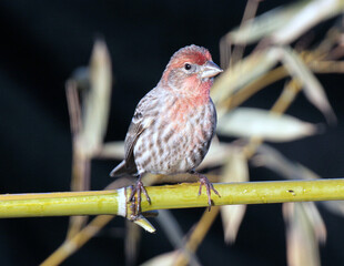 House Finch