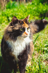 Naklejka na ściany i meble Fluffy domestic cat walks on spring grass. Pet for first time in nature.