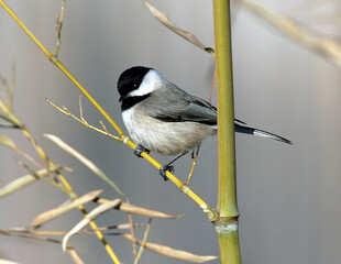 Carolina Chickadee