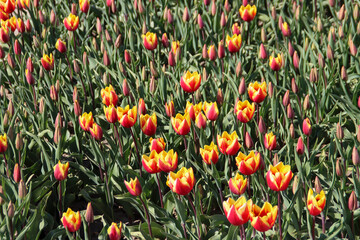 yellow and red tulip on flower bulb fields at Stad aan 't Haringvliet on island Flakkee