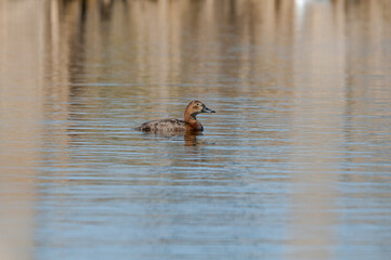 Common Pochard (Aythya ferina) female in park pond