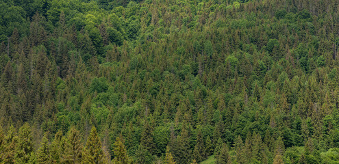 Abstract green forest. Top View Green Forest Landscape . Natural Green Background. Green Forests. Mountain Forest in Ukraine in Summer Day. 