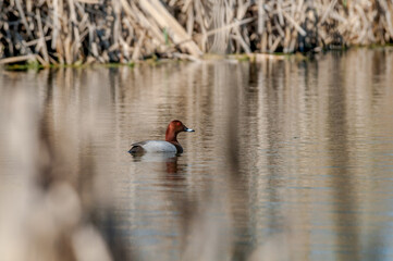 Common Pochard (Aythya ferina) drake in park pond