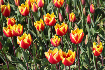 Obraz premium yellow and red tulip on flower bulb fields at Stad aan 't Haringvliet on island Flakkee