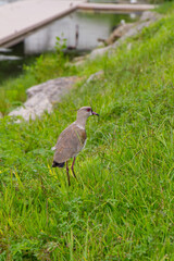 Fototapeta premium bird known as Southern Lapwing outdoors at Rodrigo de Freitas Lagoon in Rio de Janeiro.