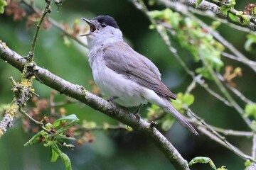 Blackcap