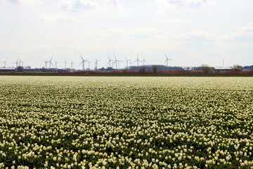 yellow tulip on flower bulb fields at Stad aan 't Haringvliet on island Flakkee