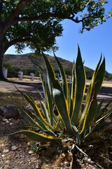 Agave at Santa Cruz