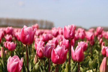 Pink tulip on flower bulb fields at Stad aan 't Haringvliet on island Flakkee