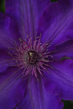 fiori e natura