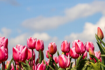 Pink tulip on flower bulb fields at Stad aan 't Haringvliet on island Flakkee