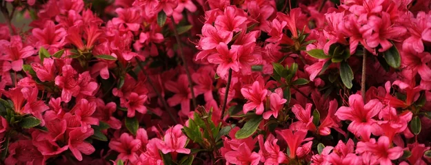 Fototapeten Zahlreiche rosa Blüten der Azaleenpflanze © Tatiana